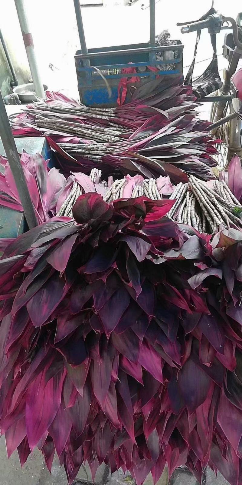富贵竹大中小竹红竹莲花竹基地直销量大从优