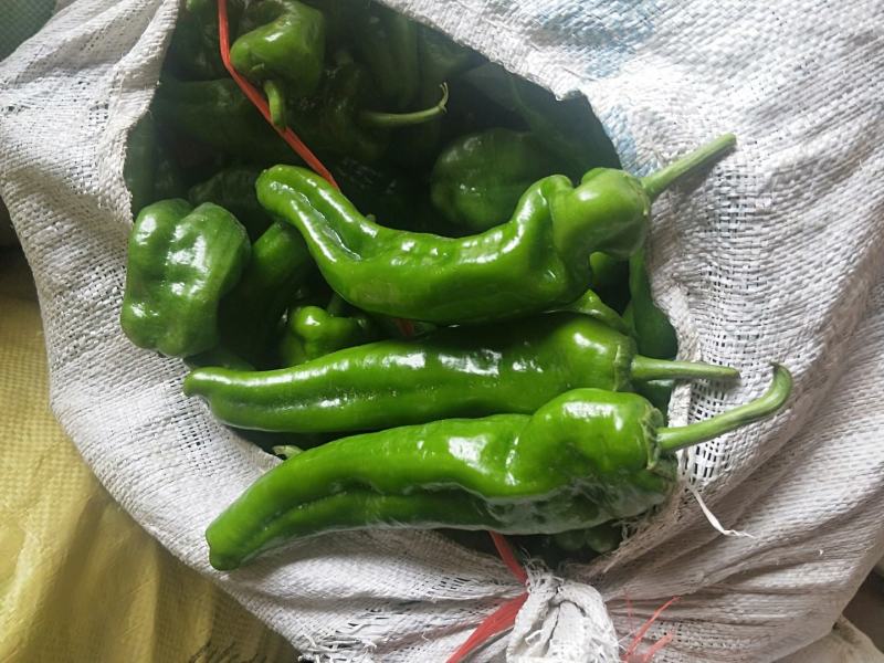 西芹【河南开封优质西芹香芹高质量高标准】