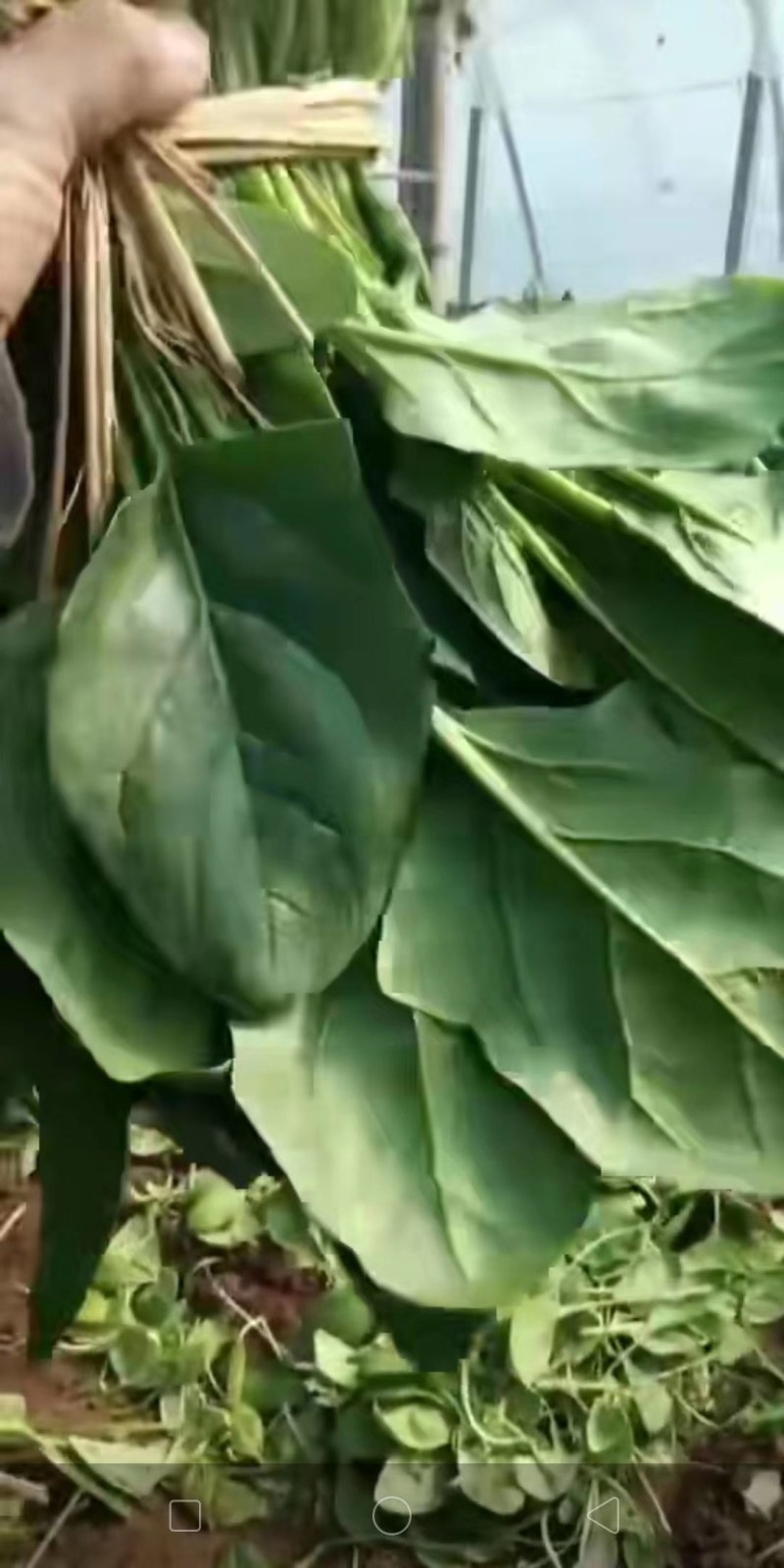 波菜一手货源产地直销，没有中间商差价，自己家的好说话，