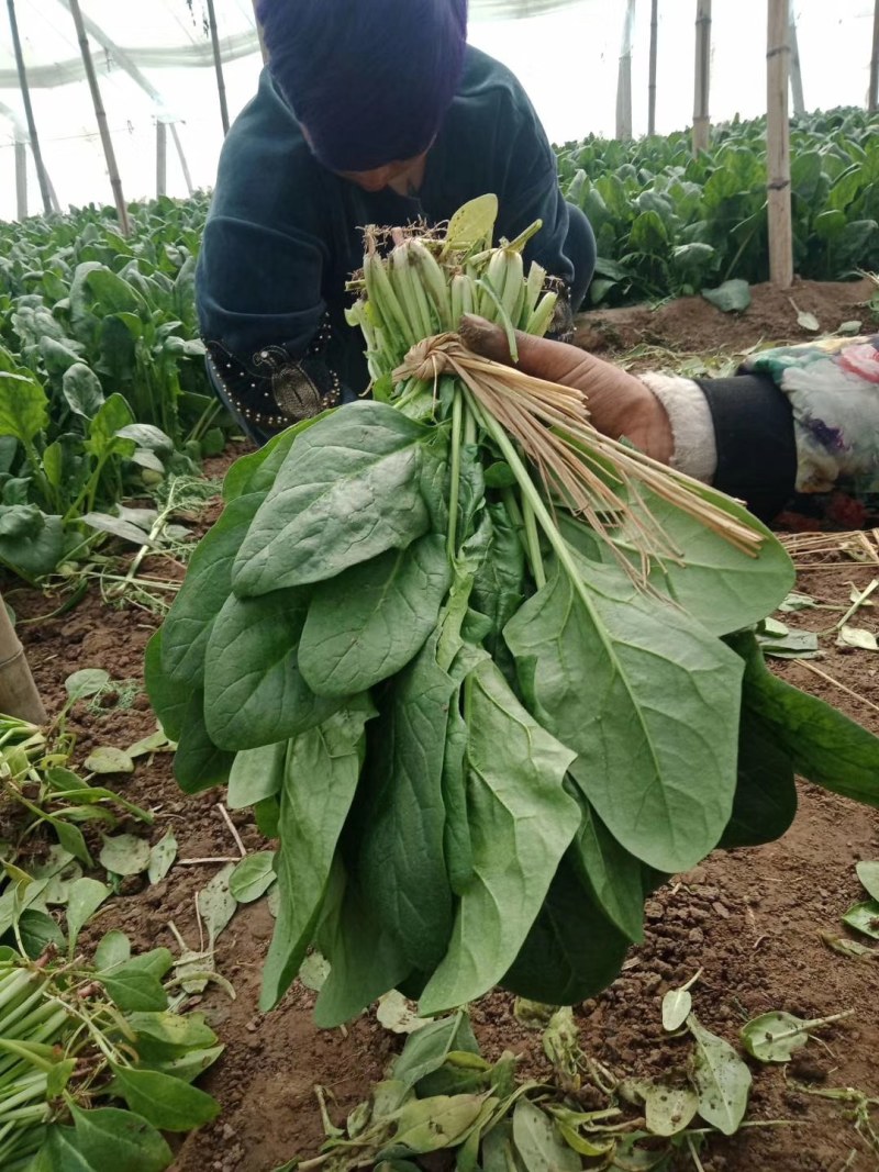 波菜一手货源产地直销，没有中间商差价，自己家的好说话，
