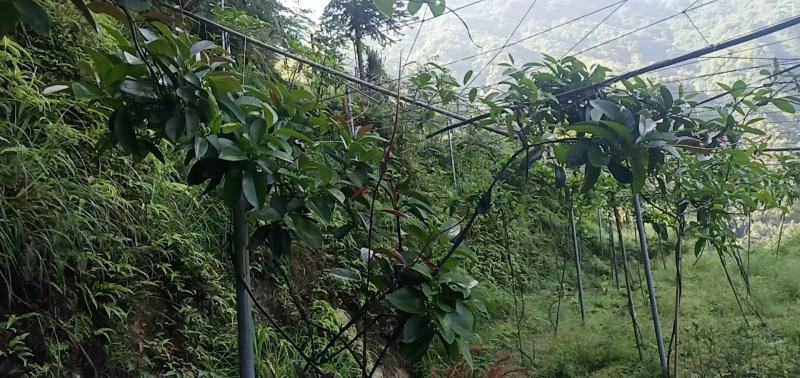 黑老虎两年优质种苗基地直供