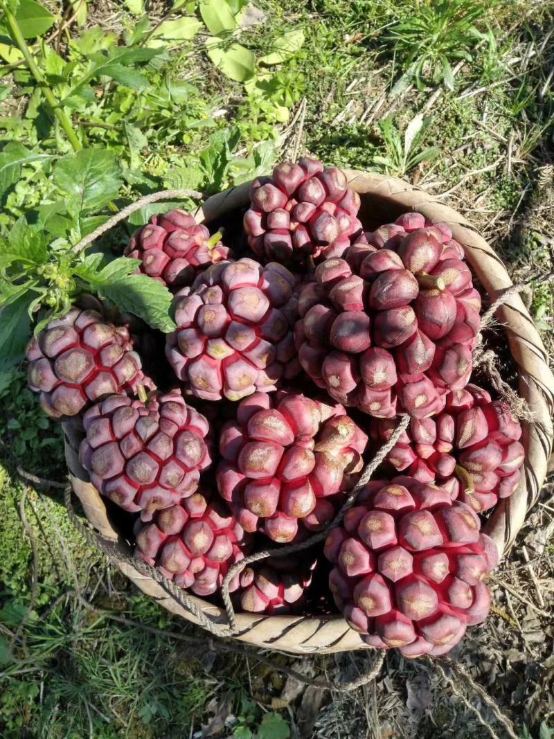 黑老虎两年优质种苗基地直供