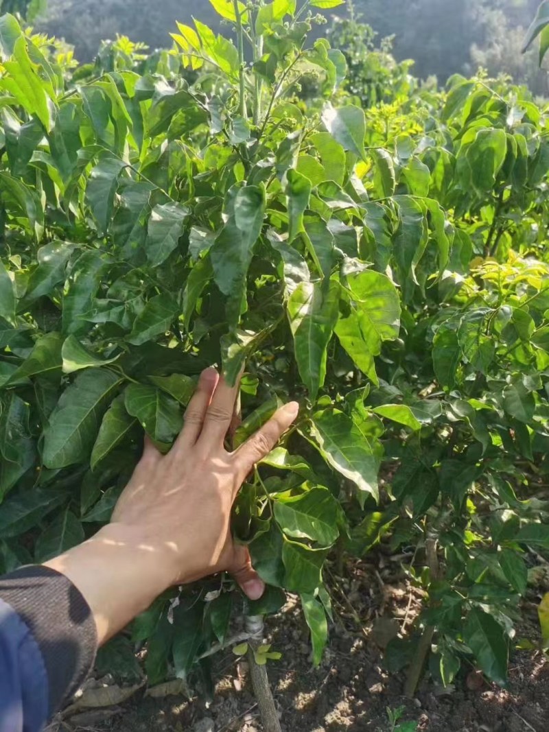 广西大量黑黄皮果苗出售，包技术