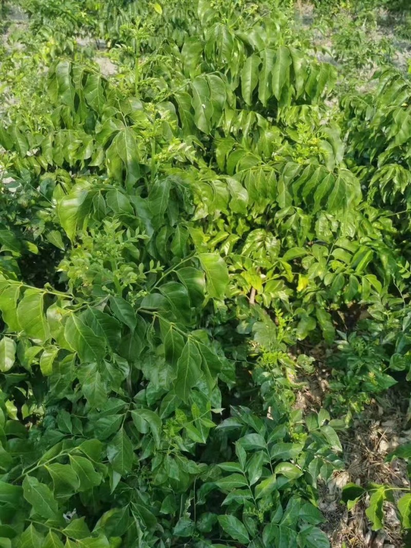 广西大量黑黄皮果苗出售，包技术