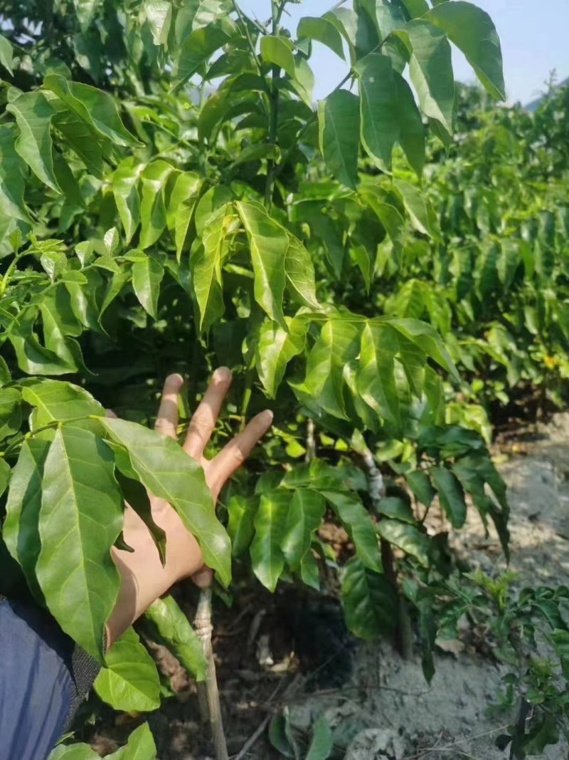 广西大量黑黄皮果苗出售，包技术