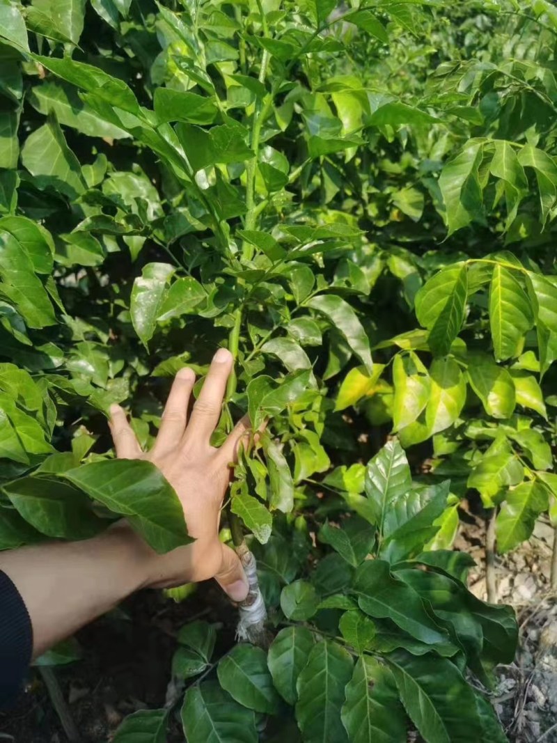 广西大量黑黄皮果苗出售，包技术