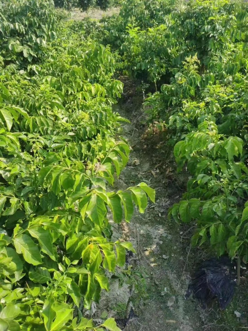 广西大量黑黄皮果苗出售，包技术