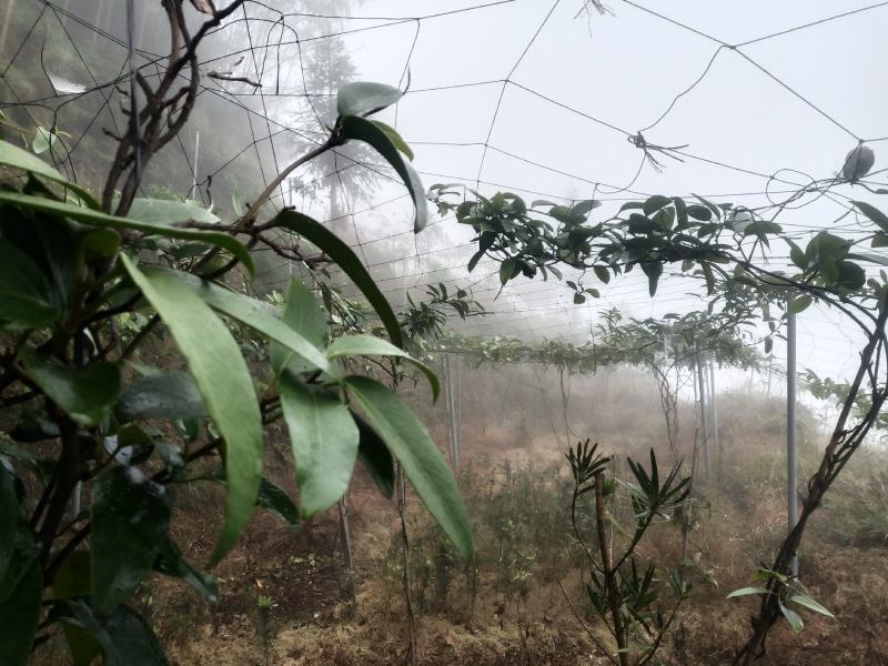 黑老虎两年优质种苗基地直供