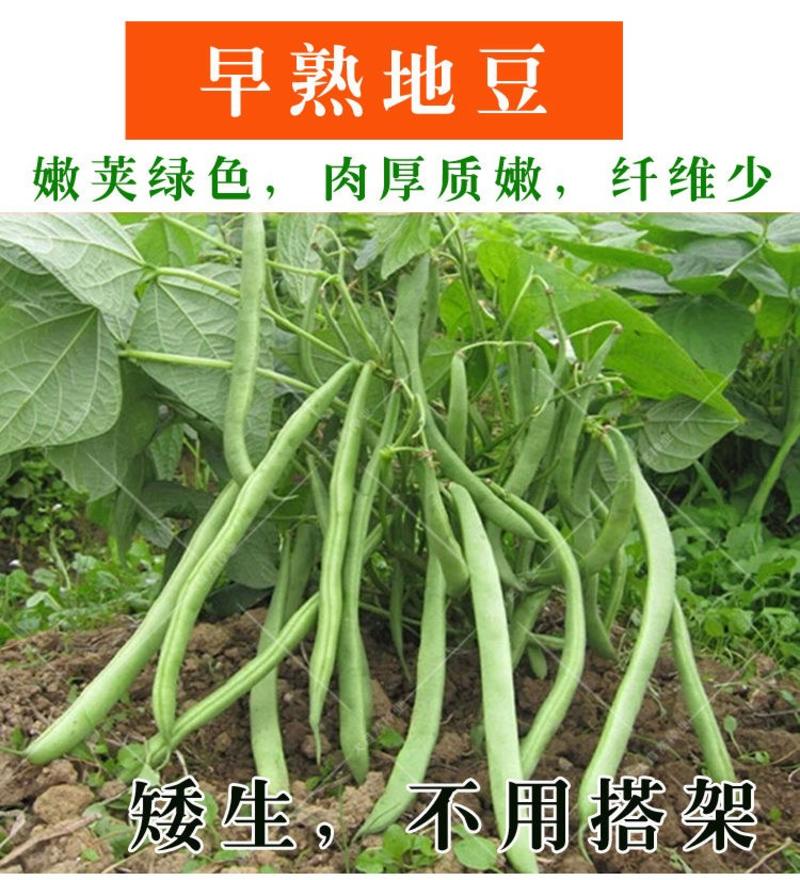 超级九粒白四季豆种子农家田园春季四季播种高产四季豆种子