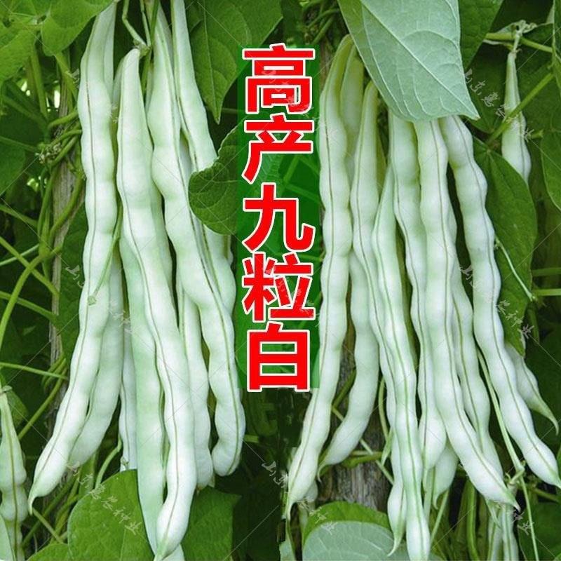 超级九粒白四季豆种子农家田园春季四季播种高产四季豆种子