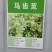 马齿笕种子，野菜马齿菜种子，马齿苋种子基地直销
