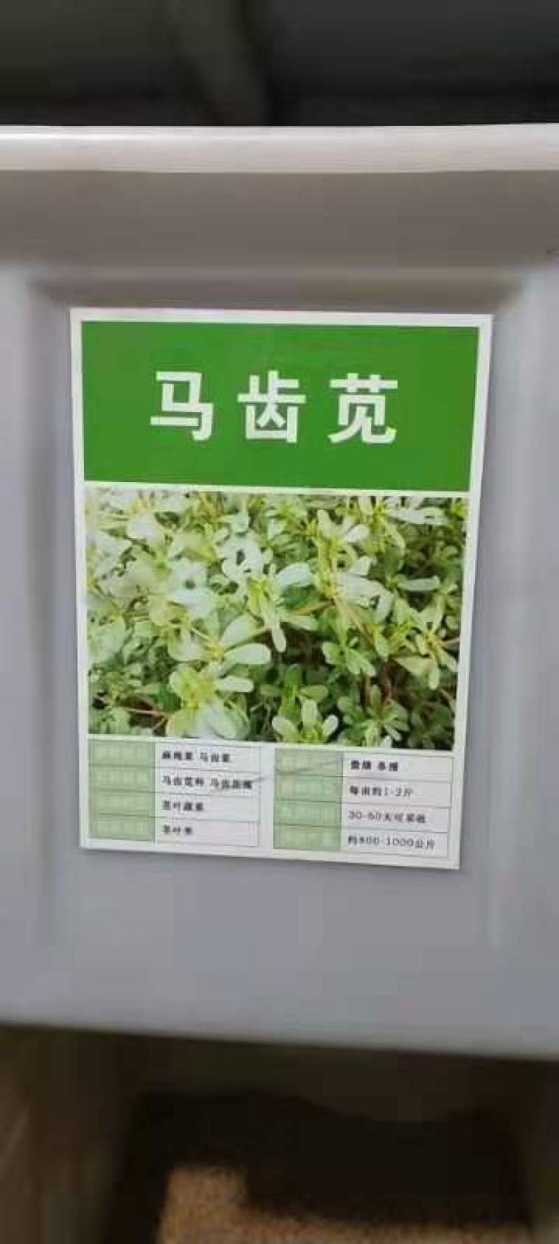 马齿笕种子，野菜马齿菜种子，马齿苋种子基地直销