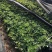 鹅掌柴鸭脚木7斤袋大量各种地被小苗生产基地大量现货
