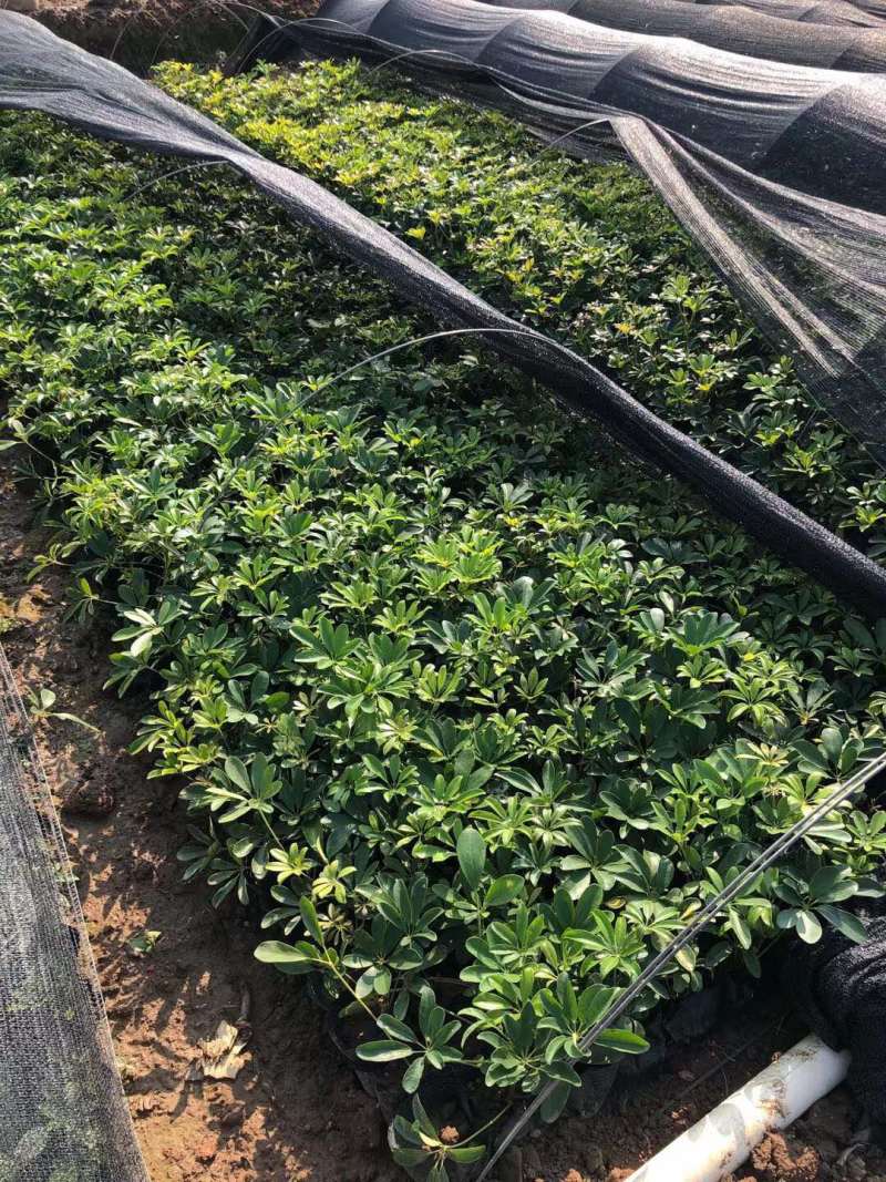 鹅掌柴鸭脚木7斤袋大量各种地被小苗生产基地大量现货