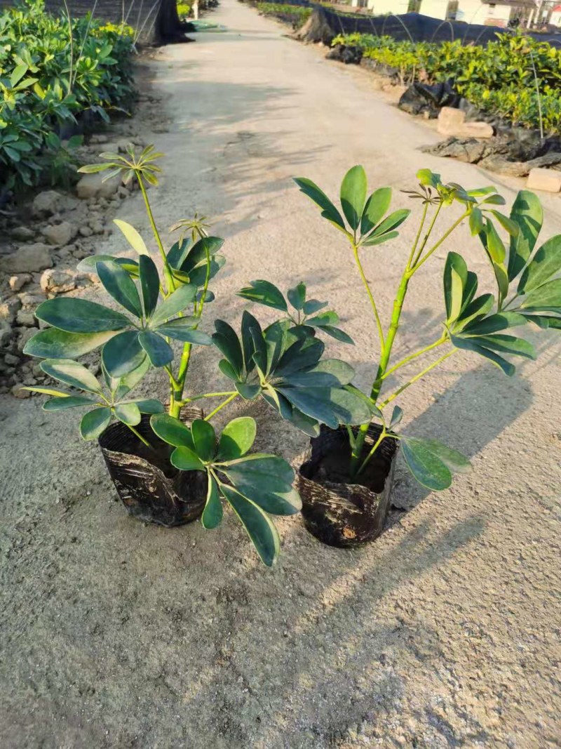 鹅掌柴鸭脚木7斤袋大量各种地被小苗生产基地大量现货