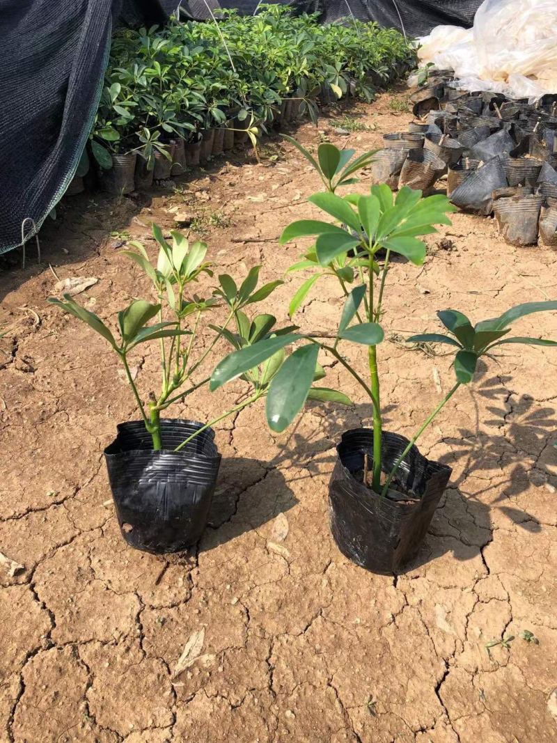 鹅掌柴鸭脚木7斤袋大量各种地被小苗生产基地大量现货