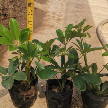 鹅掌柴鸭脚木7斤袋大量各种地被小苗生产基地大量现货