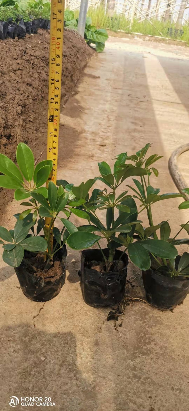 鹅掌柴鸭脚木7斤袋大量各种地被小苗生产基地大量现货
