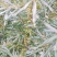 深秋红大果沙棘种苗，沙漠化治理，耐旱，耐盐碱，耐瘠薄