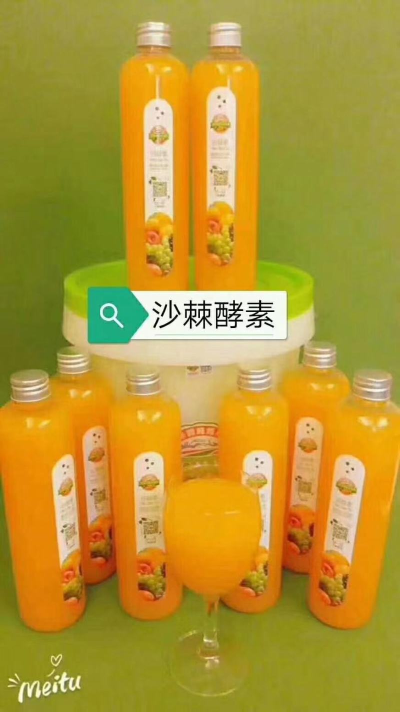 深秋红大果沙棘种苗，沙漠化治理，耐旱，耐盐碱，耐瘠薄