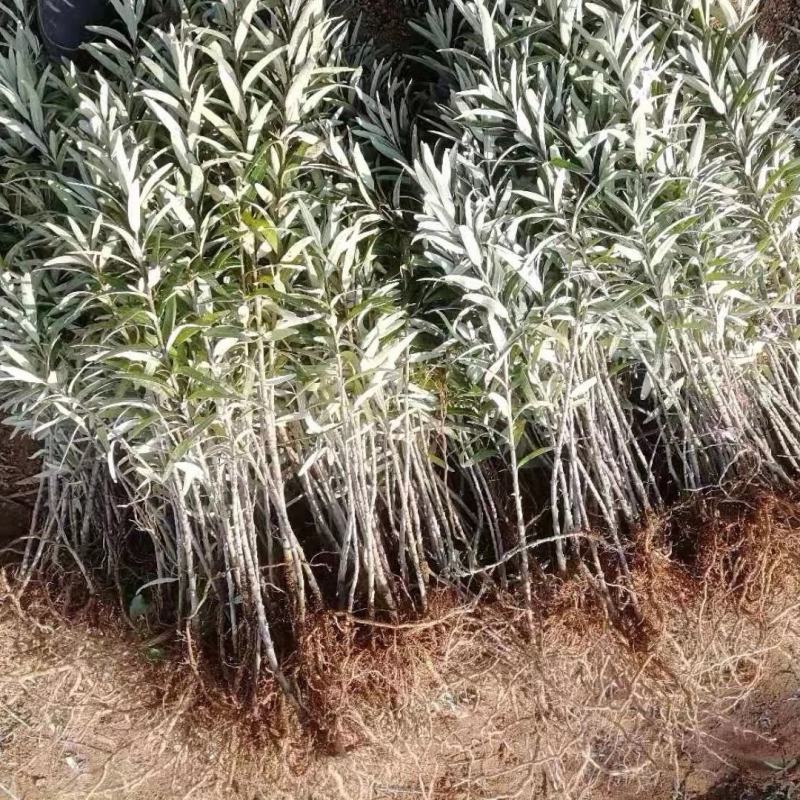 深秋红大果沙棘种苗，沙漠化治理，耐旱，耐盐碱，耐瘠薄