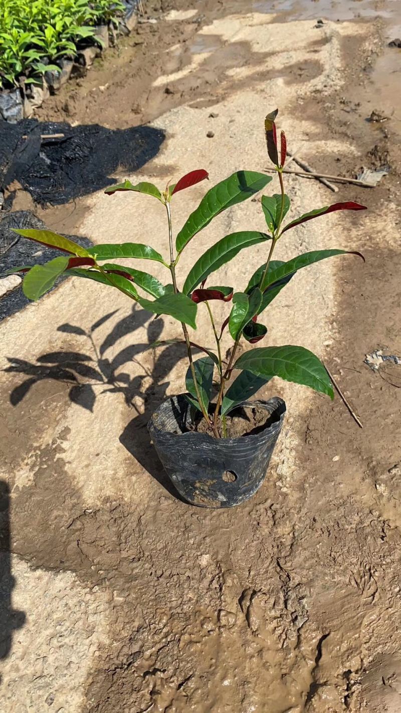 红背桂七斤袋25到30高大量