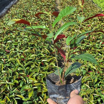 红背桂七斤袋25到30高大量