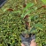 红背桂七斤袋25到30高大量