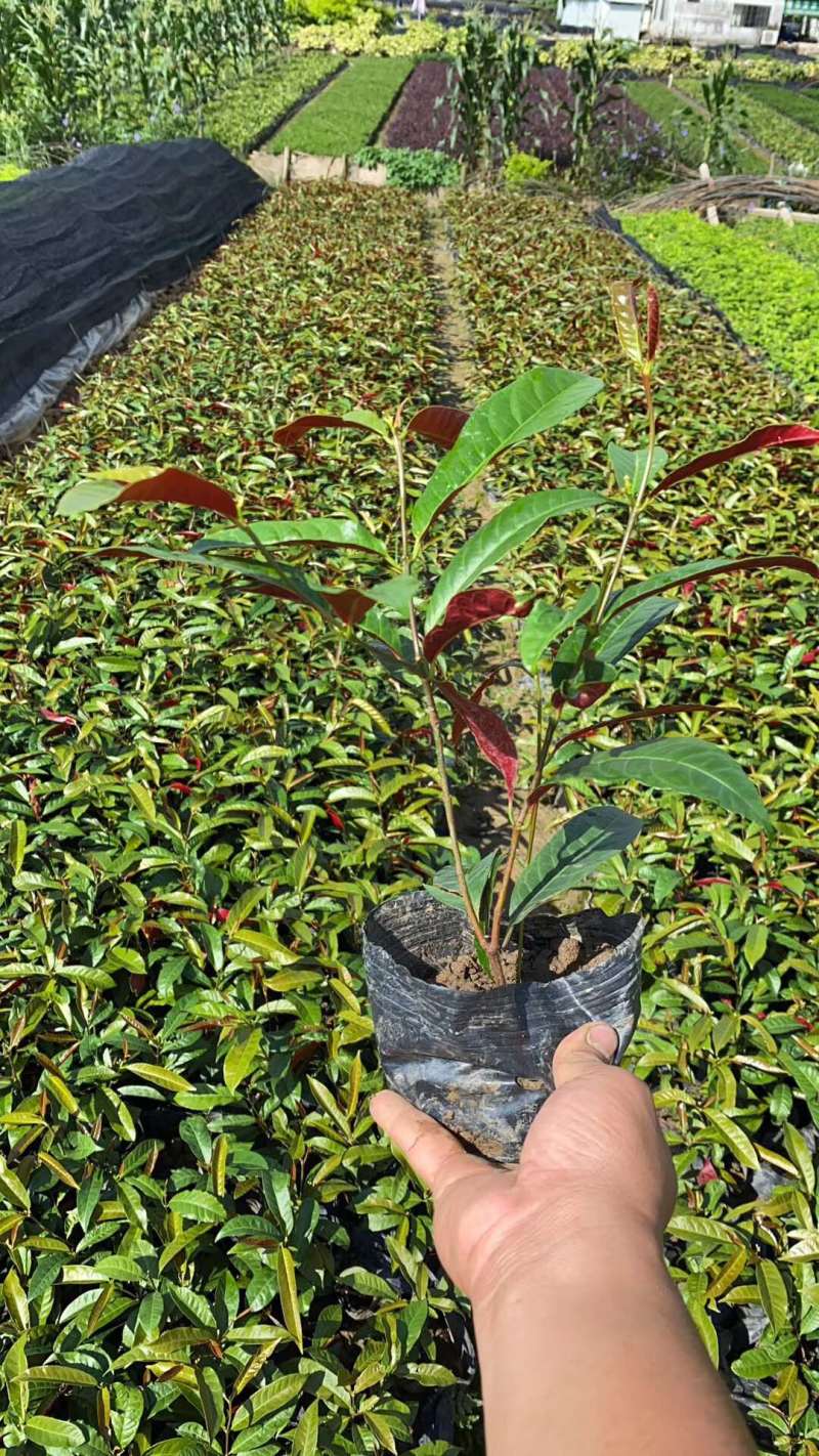 红背桂七斤袋25到30高大量