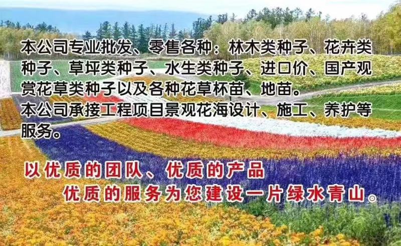 大叶黄杨球冬青球一米二冠幅装车价128一棵