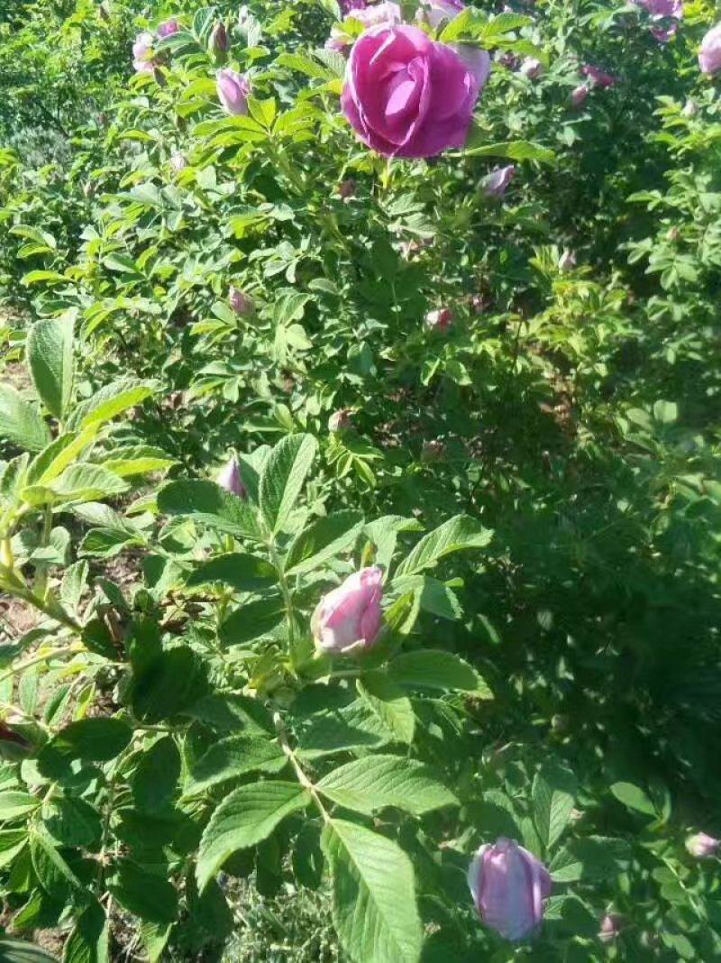 大量出售冷香玫瑰扦插苗，别墅区绿化灌木，花丛