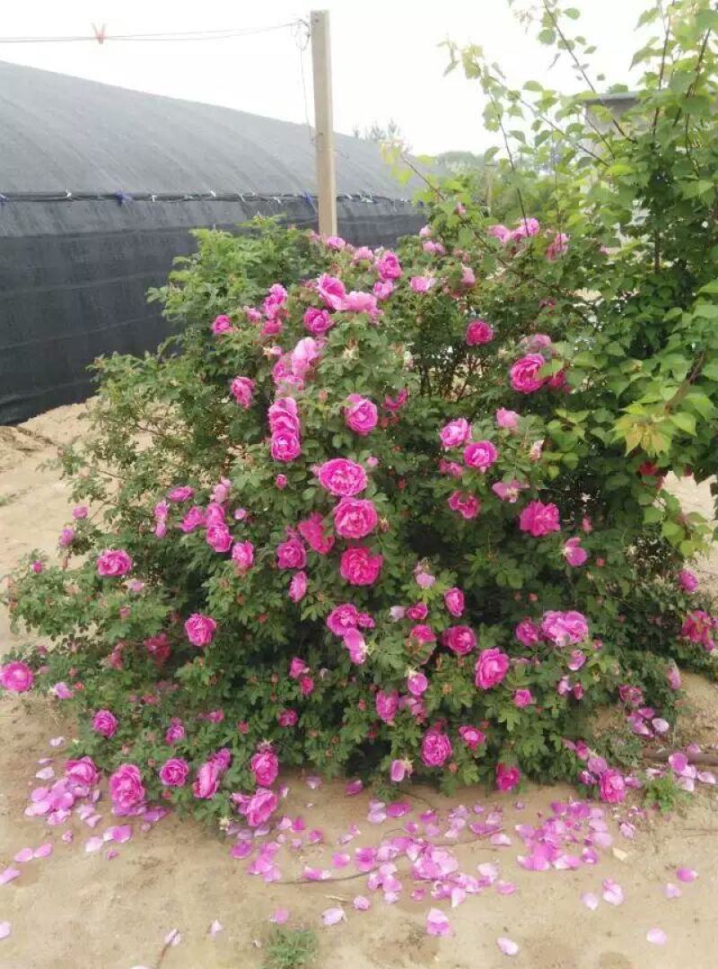 大量出售冷香玫瑰扦插苗，别墅区绿化灌木，花丛