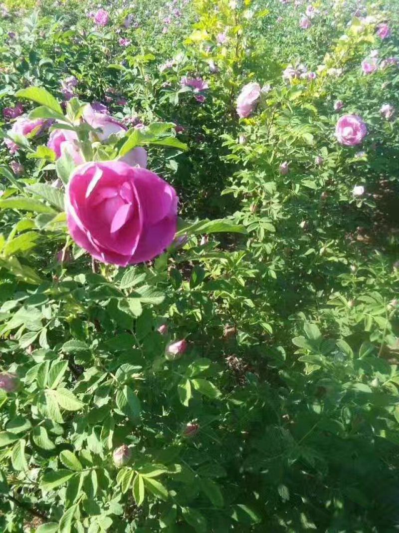 大量出售冷香玫瑰扦插苗，别墅区绿化灌木，花丛
