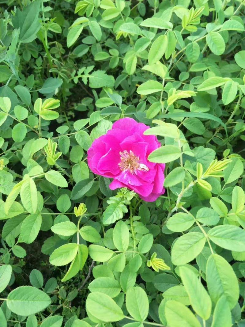 大量出售冷香玫瑰扦插苗，别墅区绿化灌木，花丛
