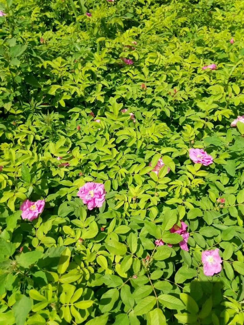 大量出售冷香玫瑰扦插苗，别墅区绿化灌木，花丛