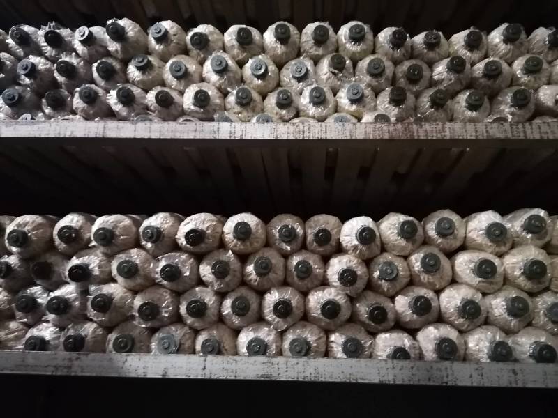 福建优质高产大球盖菇菌种、赤松茸菌种、竹荪等菌种厂家直供