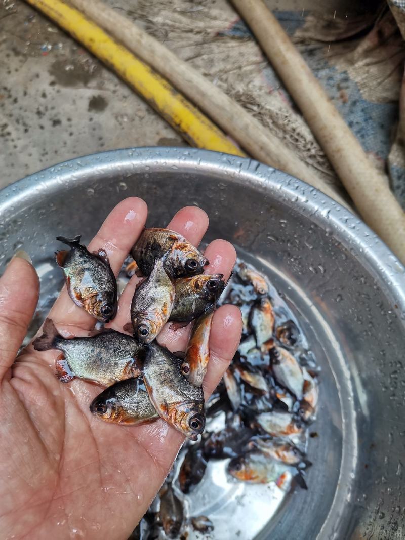 淡水白鲳鱼苗，红鲳鱼苗，鲳鱼苗，抗病毒苗适合各种养殖模式