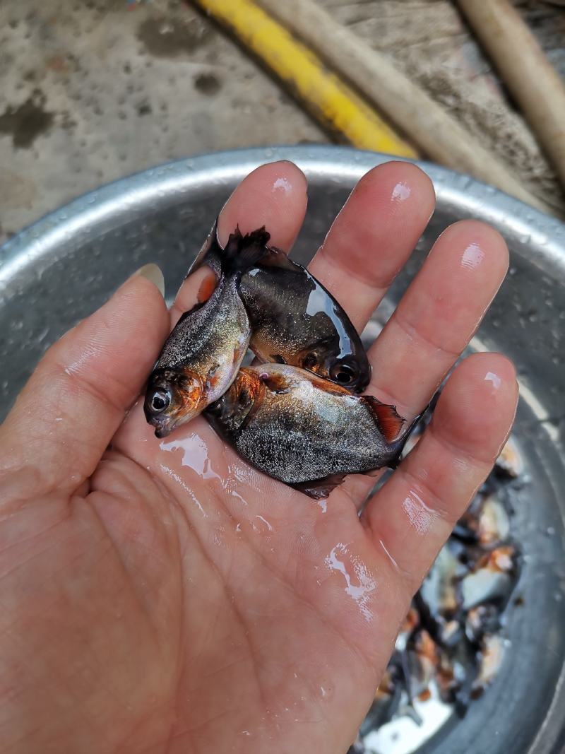淡水白鲳鱼苗，红鲳鱼苗，鲳鱼苗，抗病毒苗适合各种养殖模式