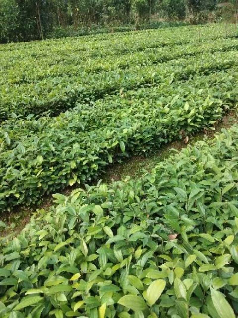【推荐】玉桂苗，产地直销大量供应优质肉桂苗供应