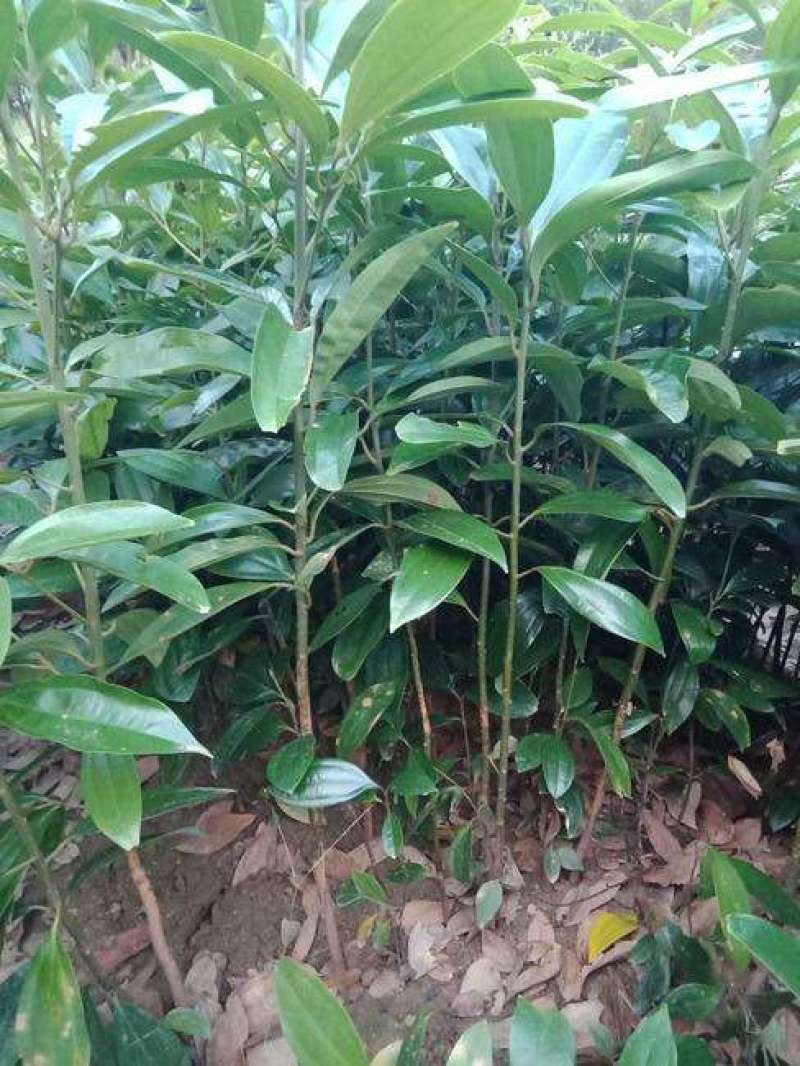 【推荐】玉桂苗，产地直销大量供应优质肉桂苗供应