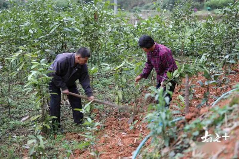 【推荐】玉桂苗，产地直销大量供应优质肉桂苗供应