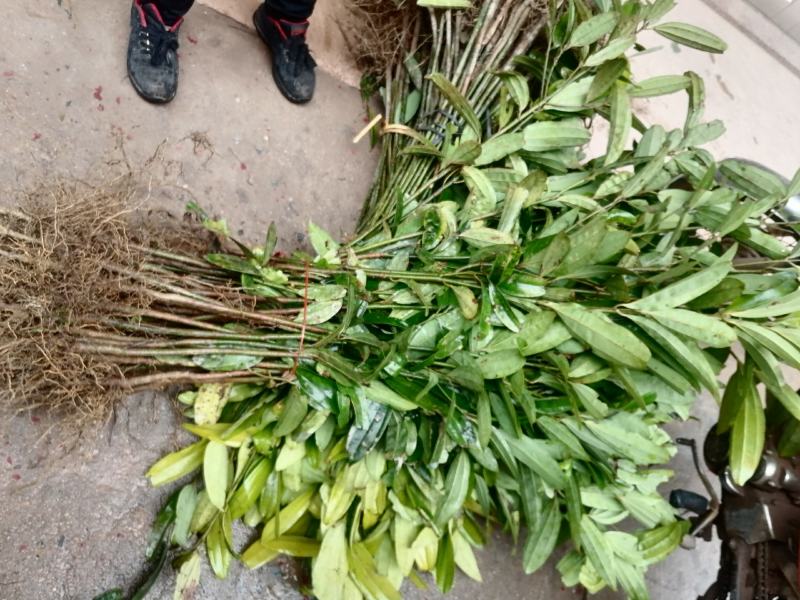 【推荐】玉桂苗，产地直销大量供应优质肉桂苗供应