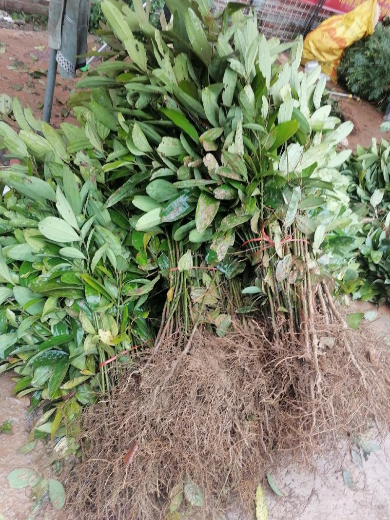 【推荐】玉桂苗，产地直销大量供应优质肉桂苗供应