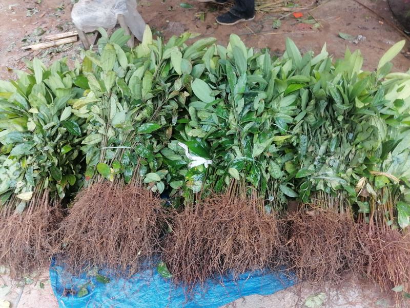 【推荐】玉桂苗，产地直销大量供应优质肉桂苗供应