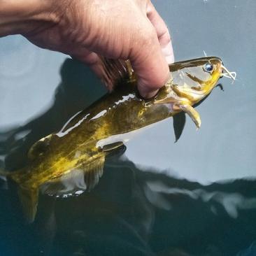 黄颡鱼苗优良品种生长速度快，不择水质，不择气候，抗病力强