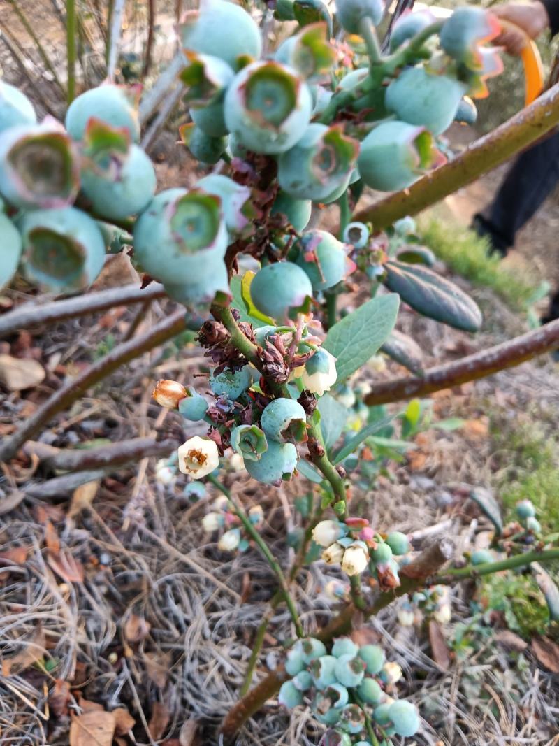 云南海拔1600高原原生态露天蓝莓