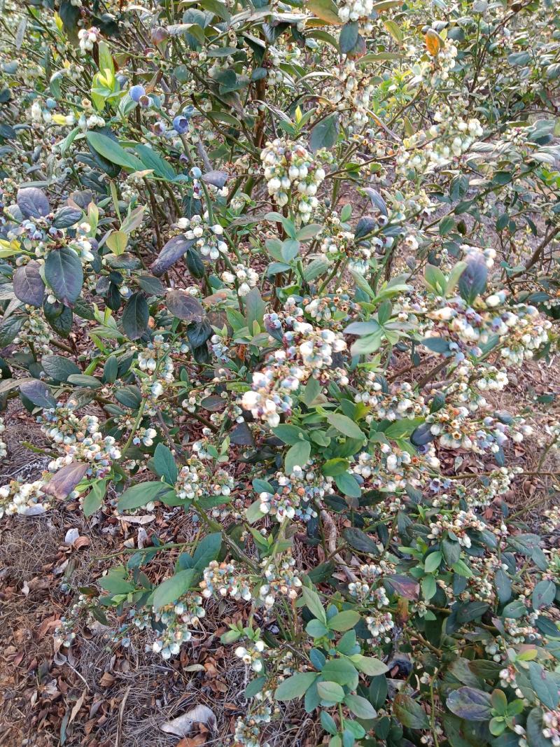 云南海拔1600高原原生态露天蓝莓
