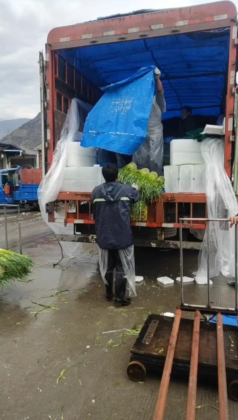 四川～～汉源～白帽蒜薹～产地直供一手货源真实报价