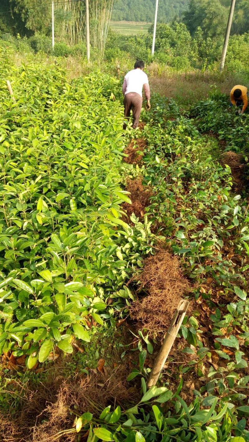 肉桂苗、桂苗、80-1.3公分肉桂苗，广西平南桂苗主产地