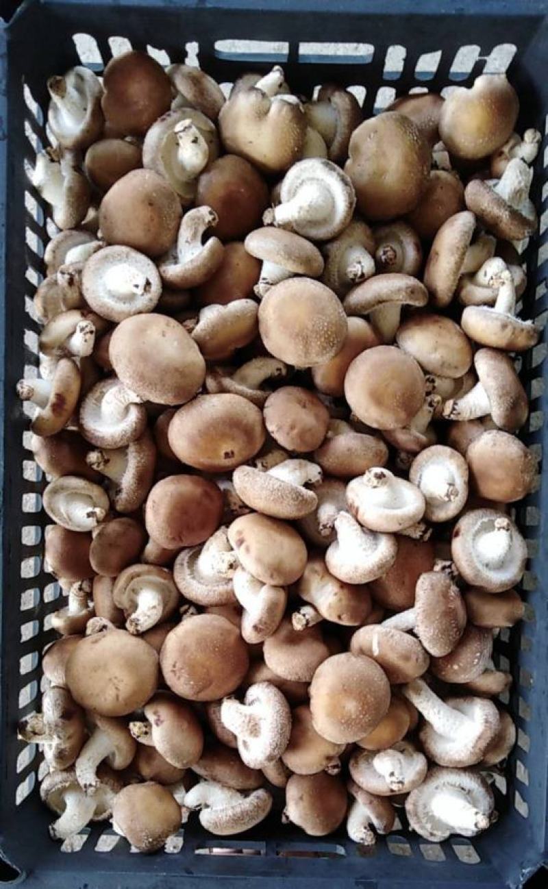 食用菌香菇00912808